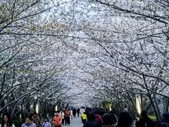 -高东镇樱花园
