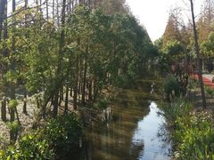 -上海长兴岛郊野公园