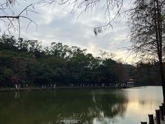 -深圳仙湖植物园