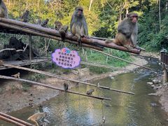 -西双版纳原始森林公园