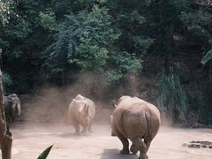 -普洱太阳河森林公园