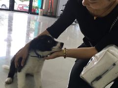 -安安宠物医院(情缘分院)