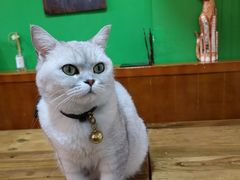 -李小姐の猫咖啡馆(五角场店)