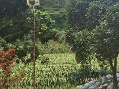 -东莞市大岭山森林公园