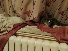 -达爱动物医院·犬猫分区·CT·复杂眼科(远洋山水分院)