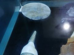 -贝壳梦幻世界