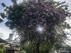 -槟城街头艺术街区