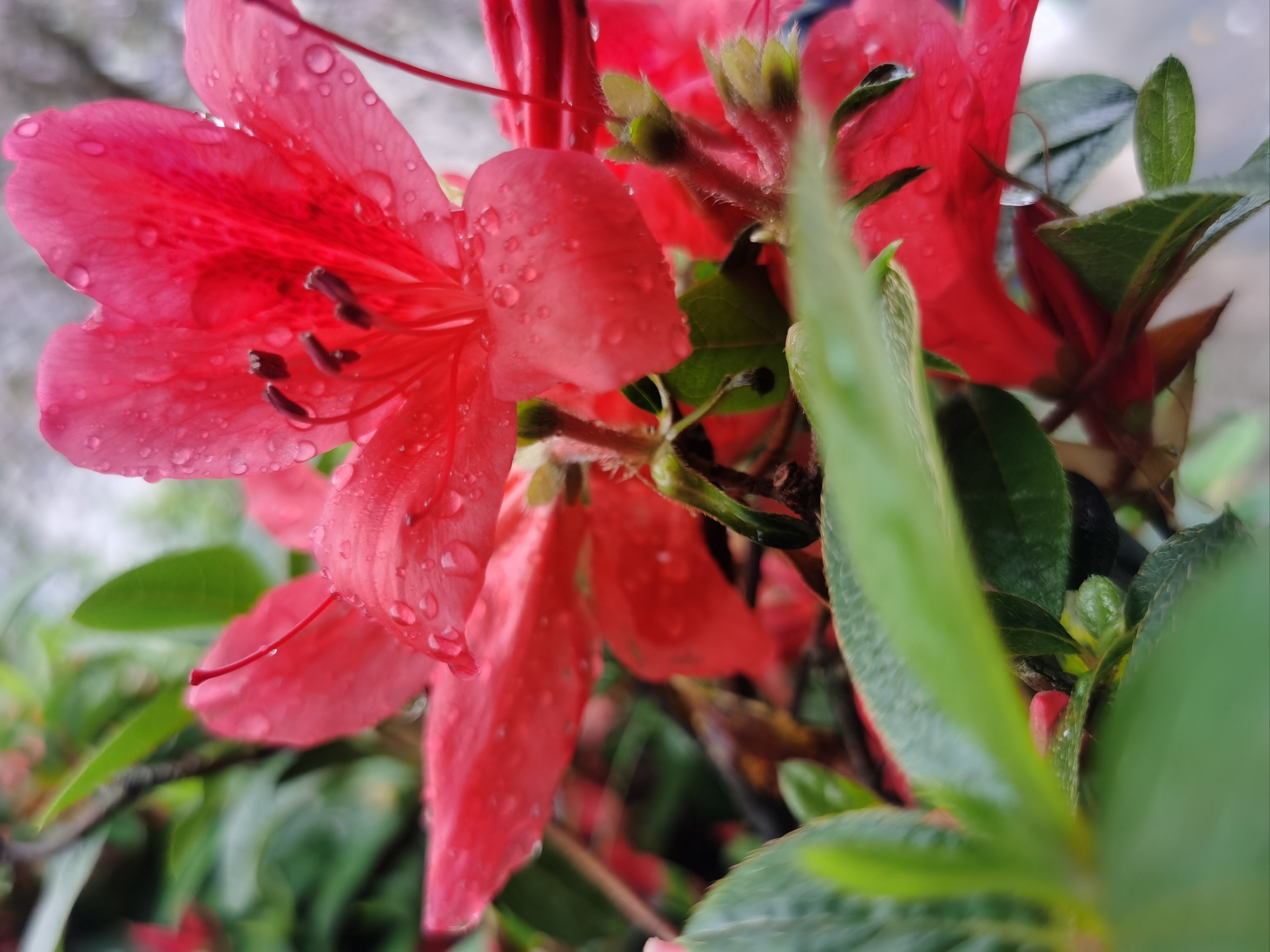 雨后的花草图片真实图片