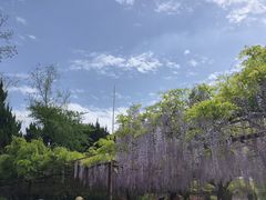 -嘉定紫藤园