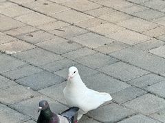 -祥源·阜阳生态乐园