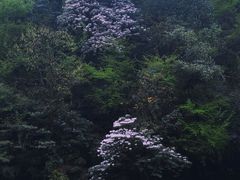 -龙苍沟森林公园