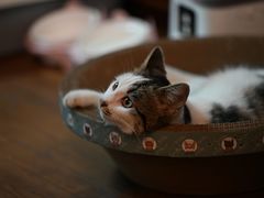 -艾吉宠物医院·疑难杂症转诊中心·猫友好(碧江路院)