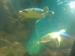 -石家庄海洋公园