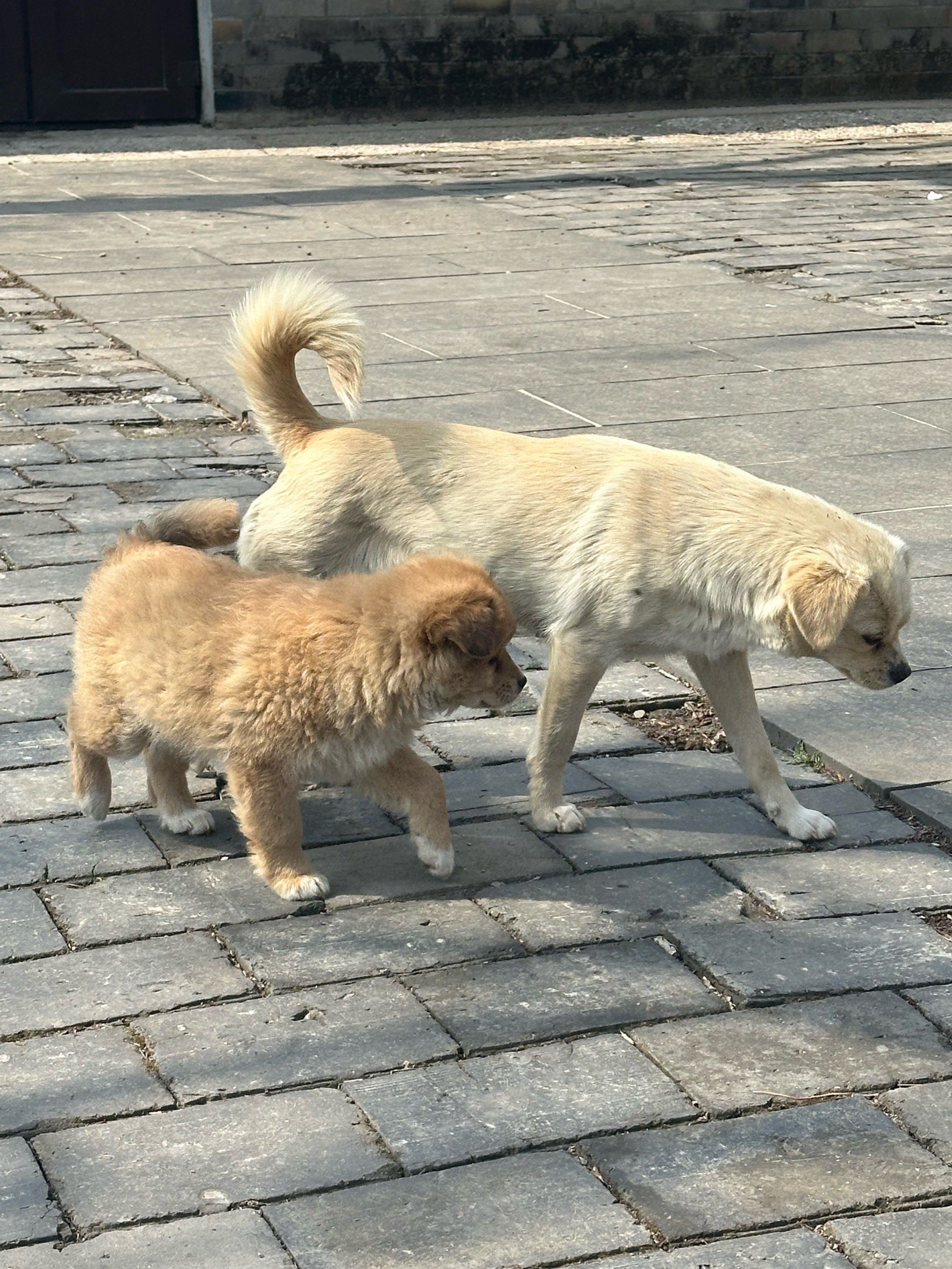 天天领红包好恩爱的狗狗啊在大孤山超级可爱的两条狗狗的时候