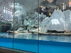 -帝企鹅自助餐厅•儿童岛•真企鹅(长隆企鹅酒店)