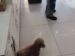 -全心全意连锁动物医院·微创中心·内科急重症·心脏专科(丰管路店)