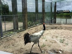 -盐城丹顶鹤湿地生态旅游区