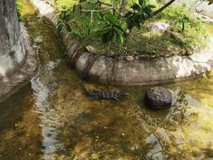 -野象谷景区