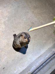 -酷嗒动物文化乐园(cutezoo西溪乐天城店)