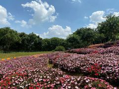 -松山湖梦幻百花洲