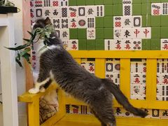 -我爱猫咪·猫咖·狗咖·安哥拉兔·羊驼咖(小寨华旗店)