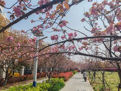 -高东镇樱花园