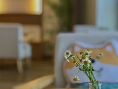 -柴犬小屋·柴餐厅·狗咖食堂(金鼎广场店)