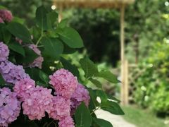 -上海共青森林公园