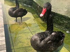 -行者书屋大堂吧 ·下午茶(南京圣和府邸酒店)