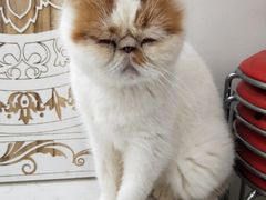 -共舞时光猫咖·狗咖(新街口店)