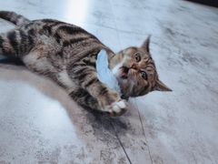 -诺比宠物医院心脏内科·泌尿肾内外科·骨科急重症