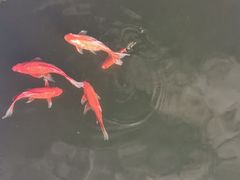 -惠州西湖丰渚园