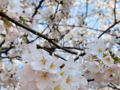 -高东镇樱花园