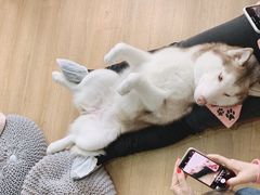 -Husky Go! 哈士奇体验馆·宠物咖啡厅狗咖