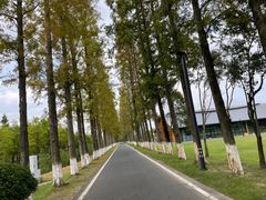 -黄海国家森林公园