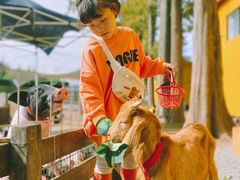 -前小桔亲子创意农场·草莓采摘·露营烧烤