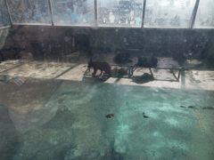 -东方熊牧场