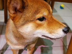 -柴务处·柴犬主题狗咖