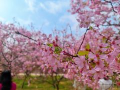 -天适樱花悠乐园