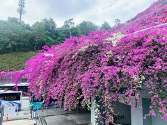 -深圳仙湖植物园