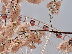 -顾村公园