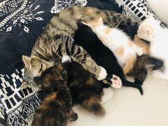 -平行世界·猫咖(首经贸店)
