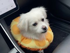 -佳雯宠物医院(四明中路分院)