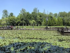 -溱湖国家湿地公园