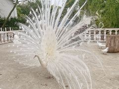 -J Create城市露营咖啡·简餐·宠物(上海动物园店)