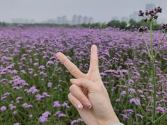 -洋湖国家湿地公园