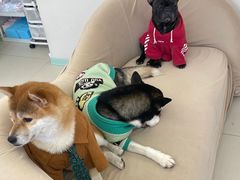 -怪兽屋·羊驼·猫咖·狗咖(俊华广场店)