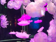 -太平洋海底世界