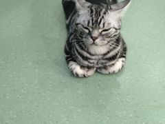 -藦茜花园宠物主题亲子互动体验馆(国顺东路店)