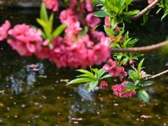 -桃花涧